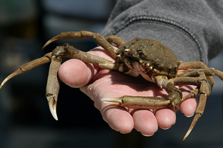 Crabnibbie: The Comprehensive Guide to This Intriguing Topic