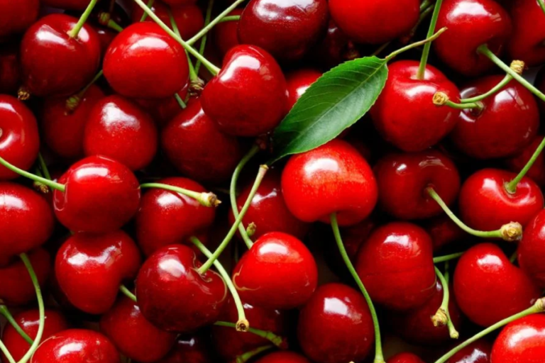 “Harvesting Perfection: The Careful Cultivation of Brouwer Fruit Cherries”